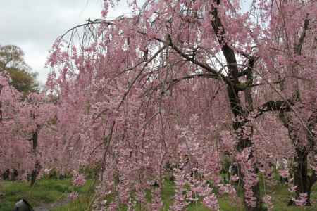 京都府立植物園　①
