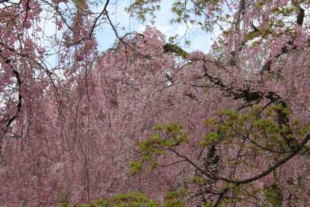 京都府立植物圓　②