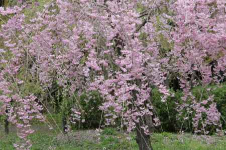 京都府立植物園　⑧