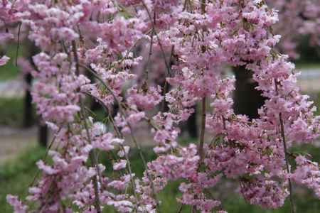 京都府立植物園　⑨