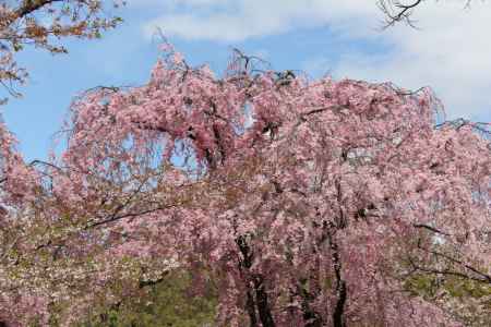 京都府立植物園　⑰