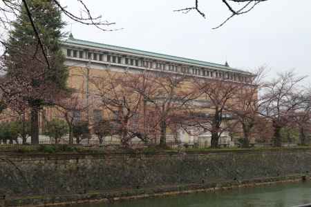 桜　琵琶湖疏水　①