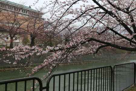 桜　琵琶湖疏水　③