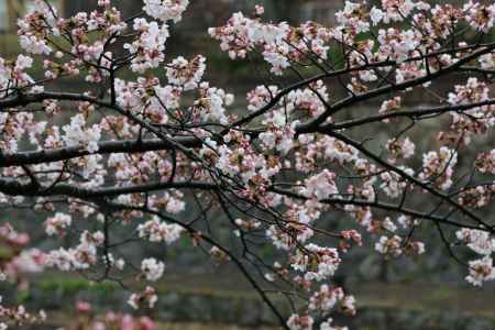 琵琶湖疏水沿いに咲く桜