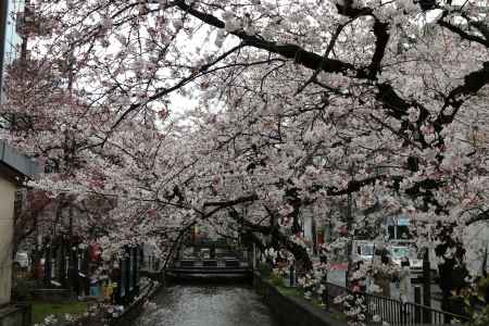 木屋町通り高瀬川と桜　②