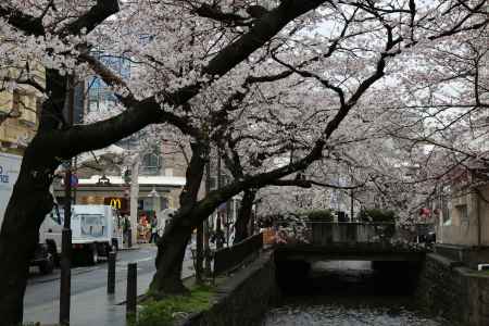 木屋町通り高瀬川と桜　③