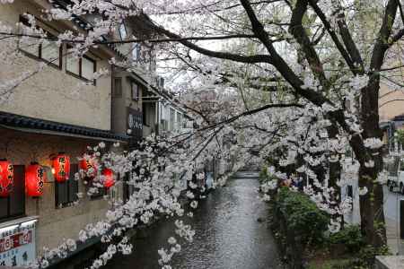 木屋町通り高瀬川と桜　④