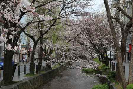 木屋町通り高瀬川と桜　⑦