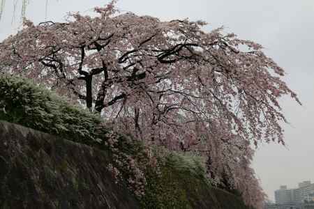 鴨川左岸の桜　③