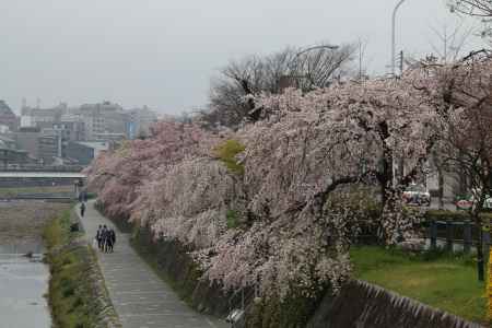 鴨川左岸の桜　⑦