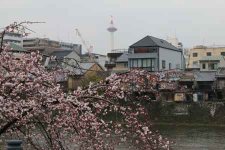 鴨川左岸の桜　⑫