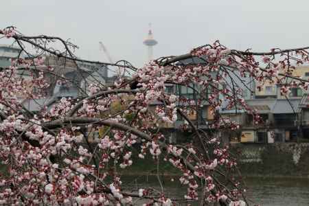 鴨川左岸の桜　⑬