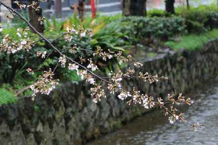 木屋町通り　高瀬川と桜
