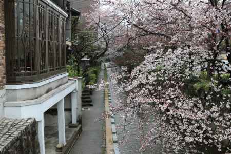 五条大橋たもと　高瀬川と桜