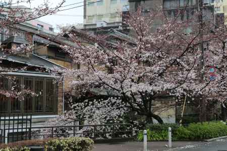 五条大橋たもと　高瀬川と桜
