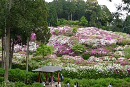 三室戸寺のツツジ