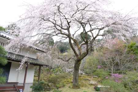 嵯峨野・常寂光寺4