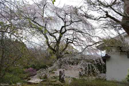 嵯峨野・常寂光寺6
