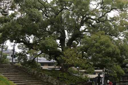 青蓮院 立派な楠木