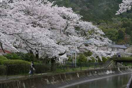 山科疎水散策10