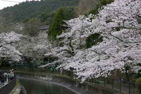 山科疎水散策12