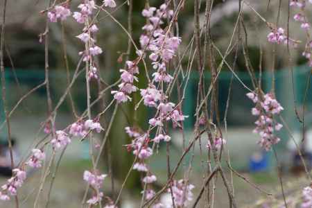 山科疎水散策12