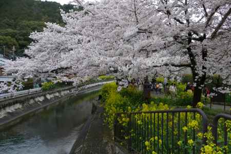 山科疎水散策14