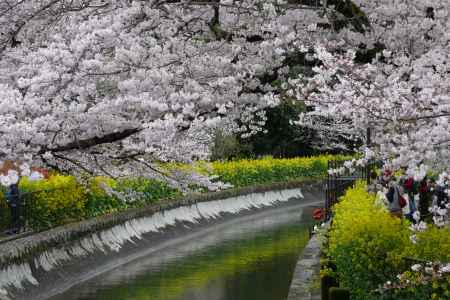 山科疎水散策15