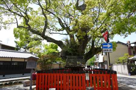 上賀茂・社家町ご神木2