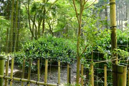 世界遺産　高山寺4