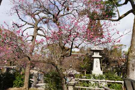 北野天満宮梅4