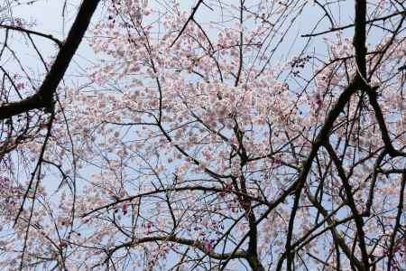 原谷苑3　2019年