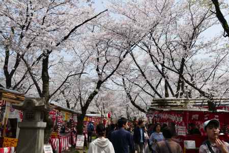 京都平野神社2