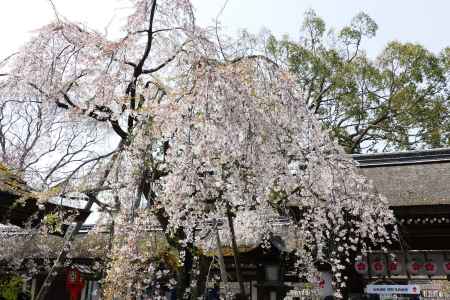 京都平野神社3