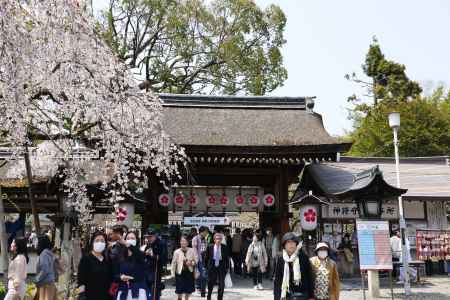 京都平野神社4