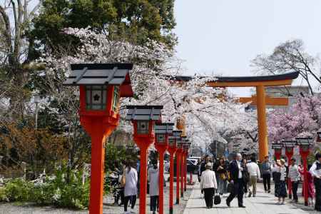 京都平野神社