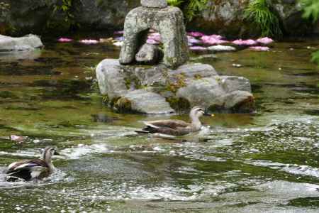 旧三井家下鴨別邸　泳ぐ鳥