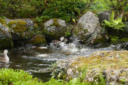 旧三井家下鴨別邸　鳥の水遊び