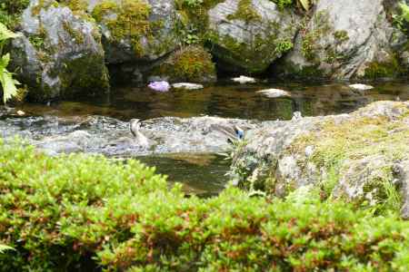 旧三井家下鴨別邸　池の鳥