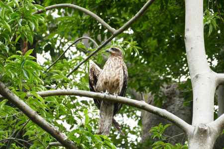 旧三井家下鴨別邸　羽を休めて