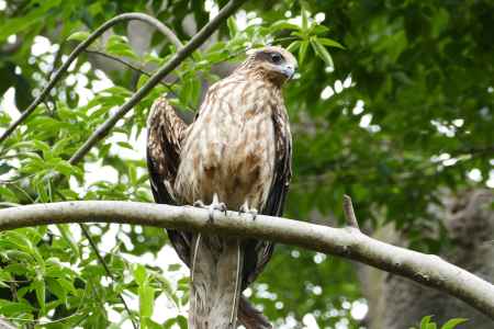 旧三井家下鴨別邸　休息中