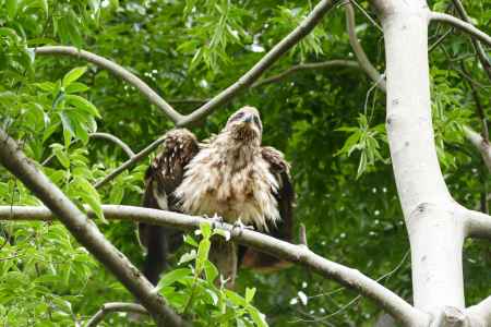 旧三井家下鴨別邸　羽ばたき
