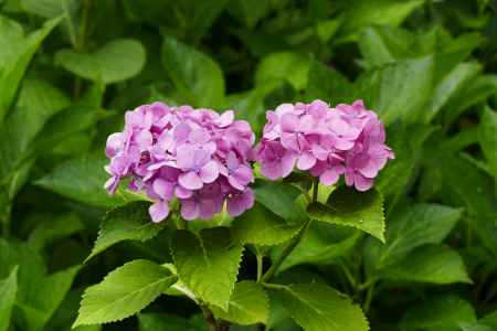 旧三井家下鴨別邸　初夏の彩り