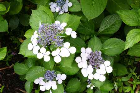 旧三井家下鴨別邸　夏の兆し