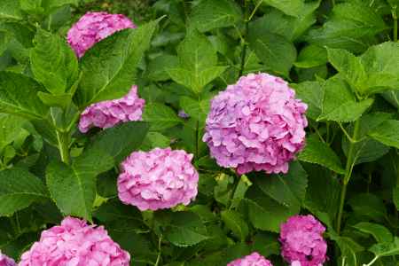 旧三井家下鴨別邸　ピンクの初夏