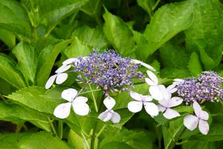 旧三井家下鴨別邸　初夏の風物詩