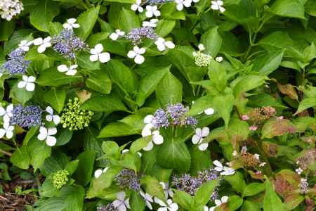 旧三井家下鴨別邸　色を散りばめる