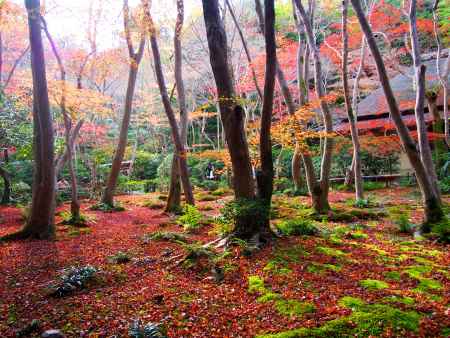 晩秋の紅葉に思う１