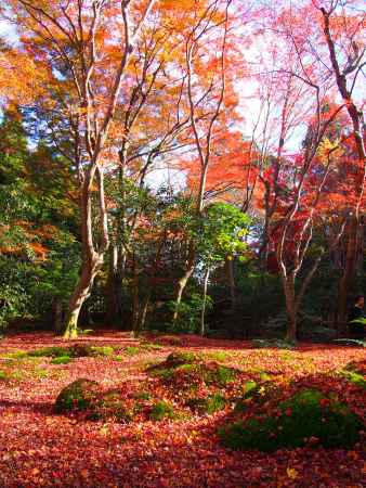 晩秋の紅葉に思う２