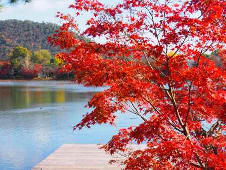 大覚寺の紅葉・大沢池１